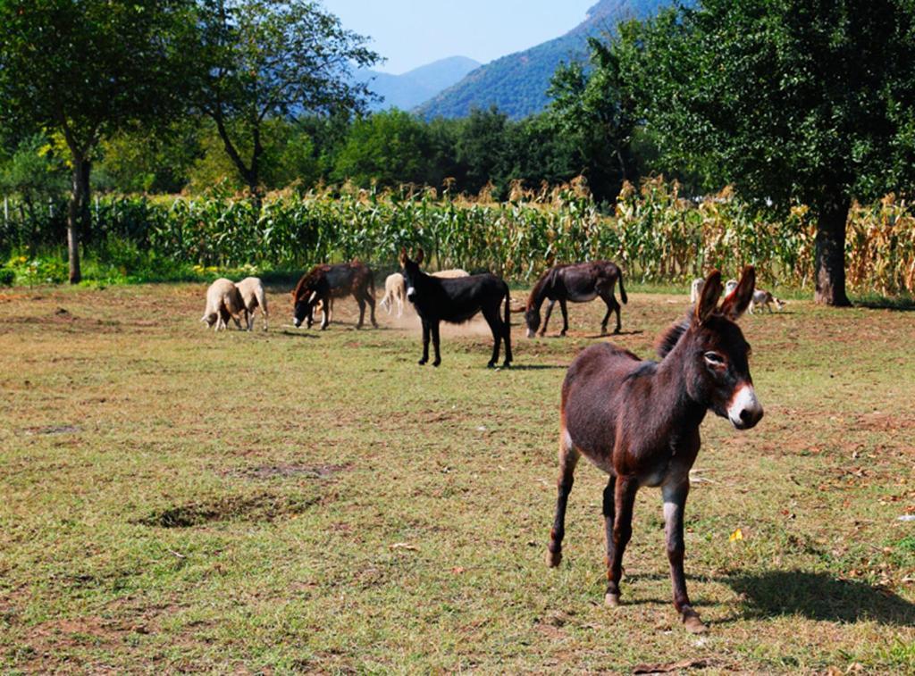 Azienda Agrituristica Pericle Montella Exterior foto